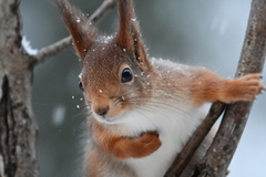 Eurasian Red Squirrel (Sciurus vulgaris)