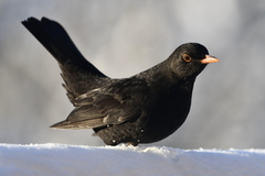 Common Blackbird (Turdus merula)