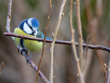 Blåmeis (Cyanistes caeruleus)