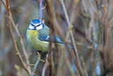 Blåmeis (Cyanistes caeruleus)