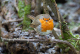 Rødstrupe (Erithacus rubecula)