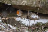 Rødstrupe (Erithacus rubecula)