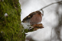 Chaffinch (Fringilla coelebs)