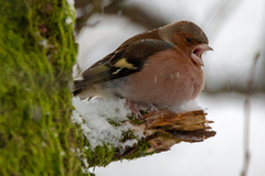 Chaffinch (Fringilla coelebs)