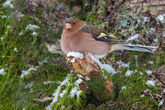 Chaffinch (Fringilla coelebs)