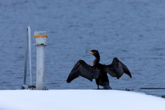 Great Cormorant (Phalacrocorax carbo)