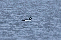 Kvinand (Bucephala clangula)