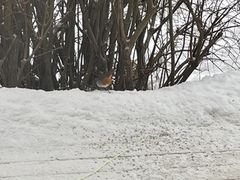 Rødstrupe (Erithacus rubecula)