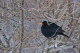 Svarttrost (Turdus merula)