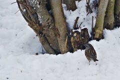Hedge Accentor (Prunella modularis)