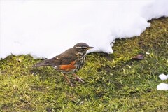 Redwing (Turdus iliacus)