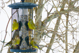 Grønnfink (Carduelis chloris)