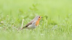 Rødstrupe (Erithacus rubecula)