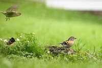 Bjørkefink (Fringilla montifringilla)