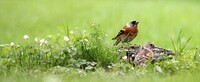 Bjørkefink (Fringilla montifringilla)