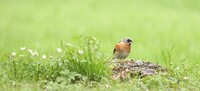 Bjørkefink (Fringilla montifringilla)