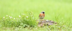 Bjørkefink (Fringilla montifringilla)