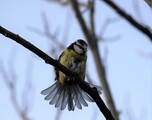 Blåmeis (Cyanistes caeruleus)