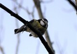 Blåmeis (Cyanistes caeruleus)