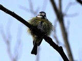 Blåmeis (Cyanistes caeruleus)