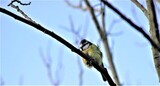 Blåmeis (Cyanistes caeruleus)