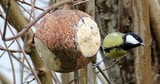 Kjøttmeis (Parus major)