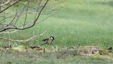 Kjøttmeis (Parus major)