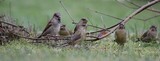 Grønnfink (Carduelis chloris)