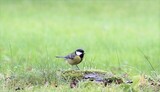 Kjøttmeis (Parus major)