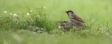 Gråspurv (Passer domesticus)