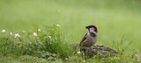 Gråspurv (Passer domesticus)