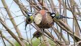 Blåmeis (Cyanistes caeruleus)