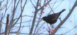 Svarttrost (Turdus merula)