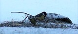 Kjøttmeis (Parus major)