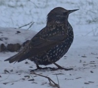 Stær (Sturnus vulgaris)