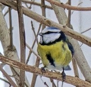 Blue Tit (Cyanistes caeruleus)