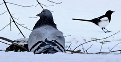 Feral Pigeon (Columba livia domestica)
