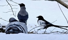 Hooded Crow (Corvus cornix)