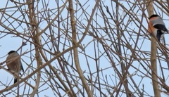 Eurasian Bullfinch (Pyrrhula pyrrhula)