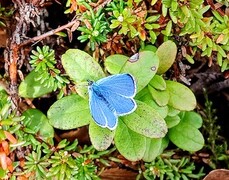 Fjellblåvinge (Plebejus orbitulus)