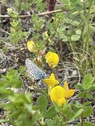 Idas blue (Plebejus idas)