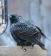 Stær (Sturnus vulgaris)