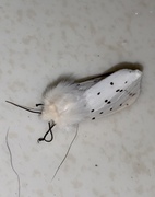 White Ermine (Spilosoma lubricipeda)