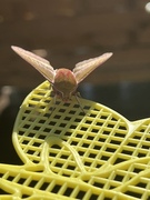 Elephant Hawk-moth (Deilephila elpenor)