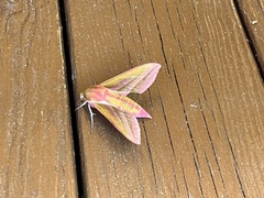 Elephant Hawk-moth (Deilephila elpenor)