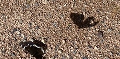 Ospesommerfugl (Limenitis populi)