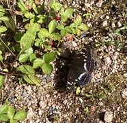 Poplar Admiral (Limenitis populi)