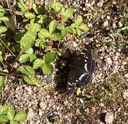 Ospesommerfugl (Limenitis populi)