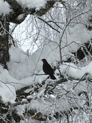 Svarttrost (Turdus merula)