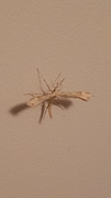 Ryllikfjærmøll (Gillmeria pallidactyla)